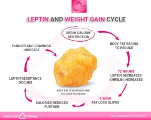 Leptin Cycle - Infographic